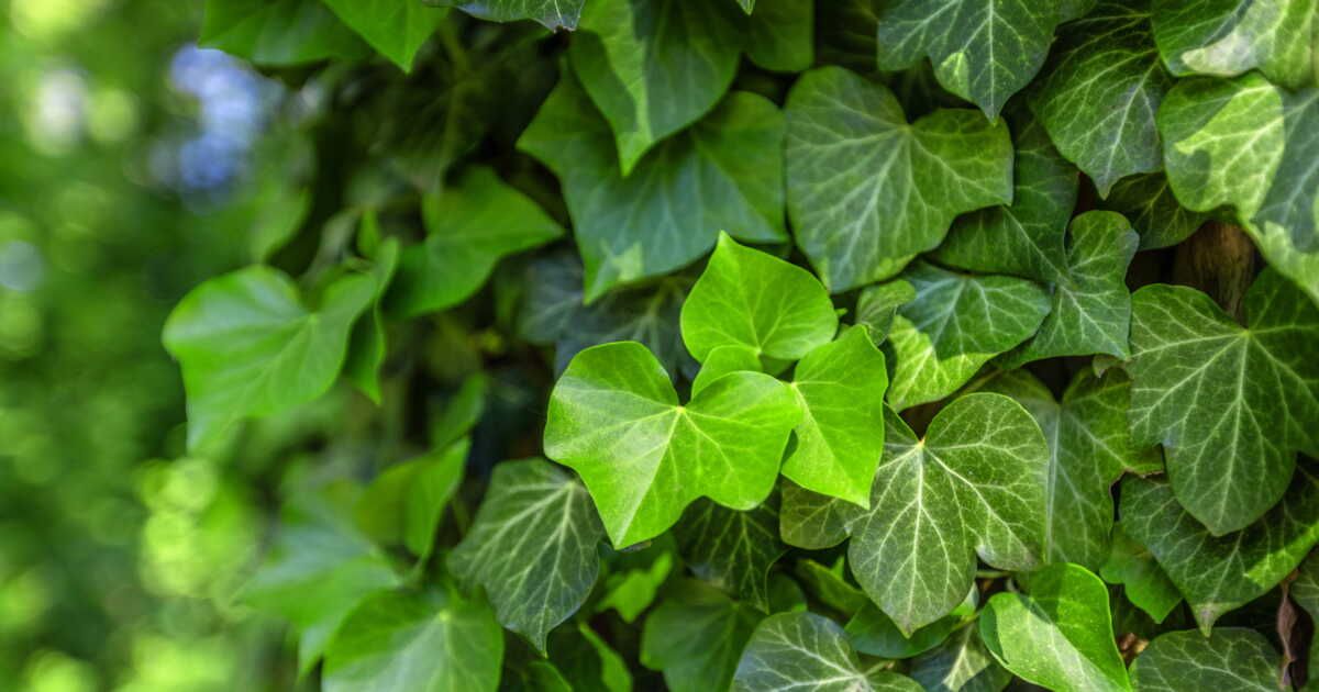 Le lierre, une plante polyvalente à découvrir