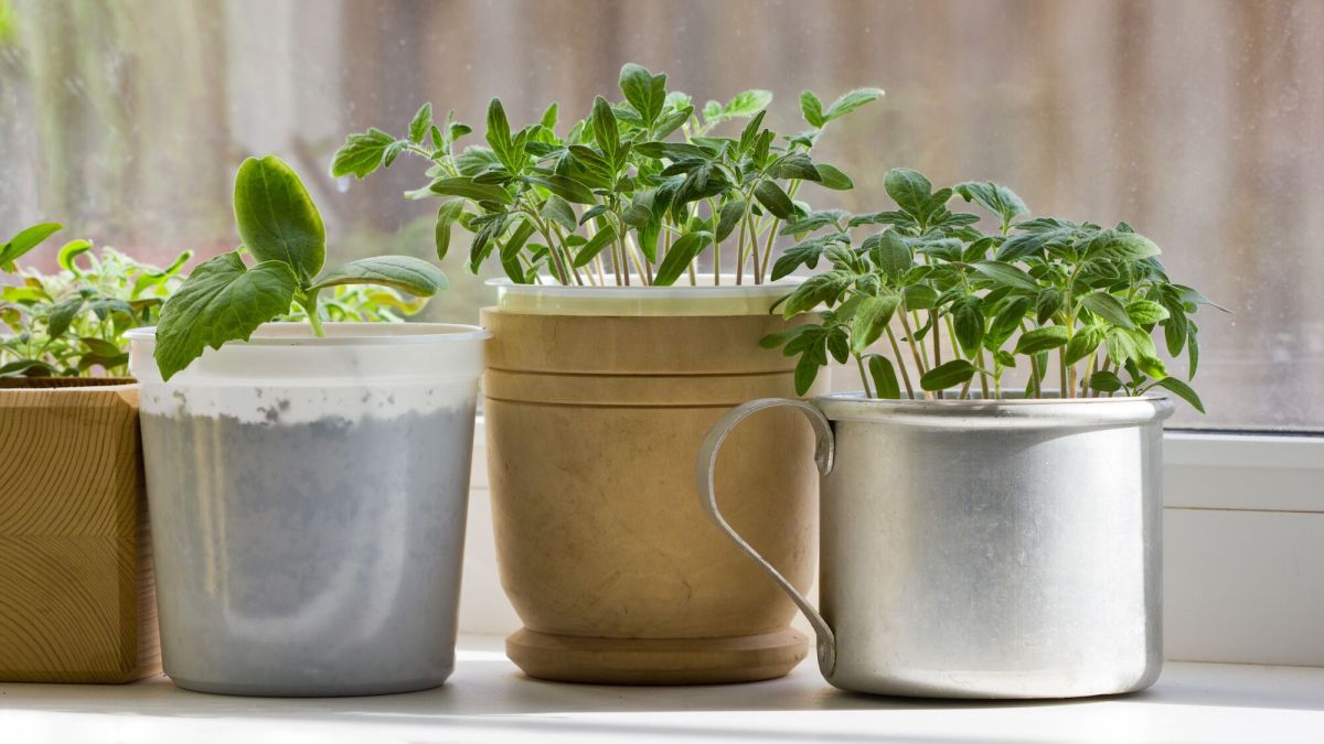 Créer un potager d'intérieur : astuces et plantes à privilégier