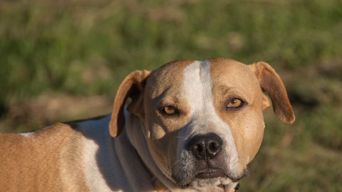 Étonnante agression d'un enfant par un chien à Beaune : une enquête ouverte