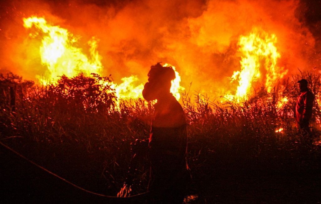 Des feux de forêt alarmants : les chercheurs tirent la sonnette d'alarme