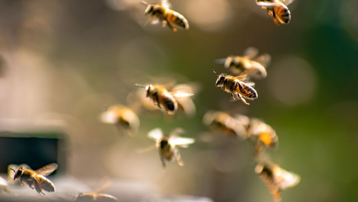 Une récolte prometteuse de miel de printemps à Chaux