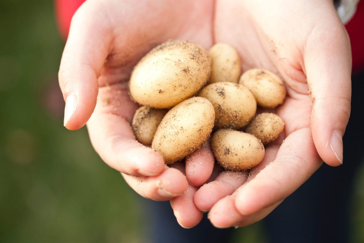 Pénurie de pommes de terre : à quoi faut-il s'attendre ?