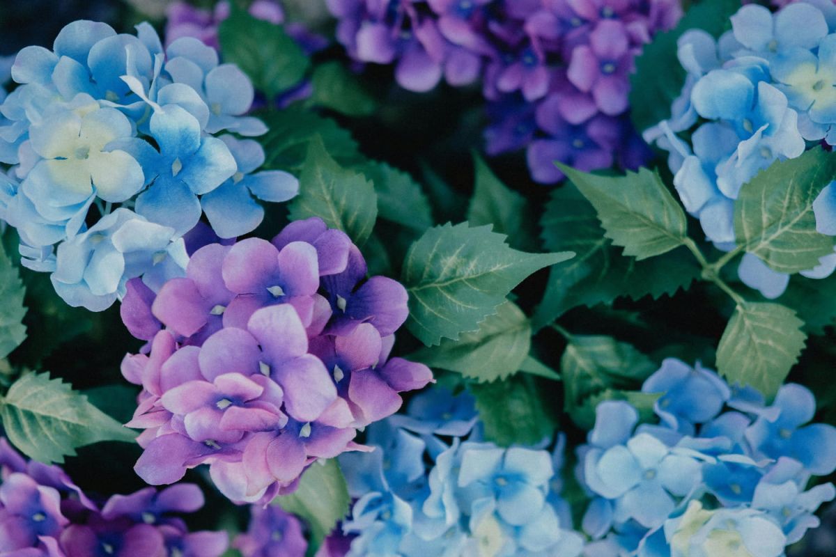 Changez la couleur de vos hortensias avec ces astuces de jardinier