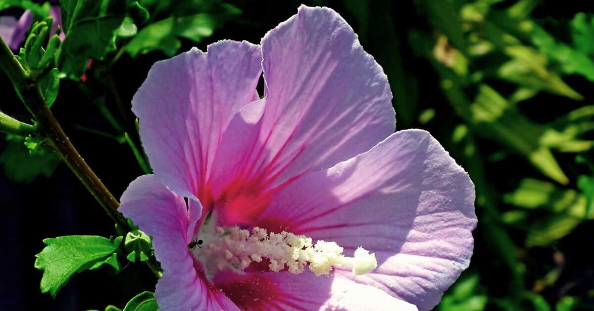 L'hibiscus, symbole d'exotisme et de beauté naturelle