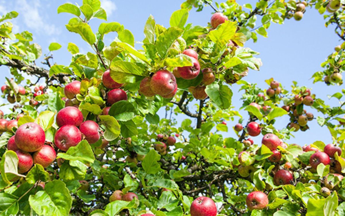 Entretenir vos arbres fruitiers : conseils et astuces incontournables