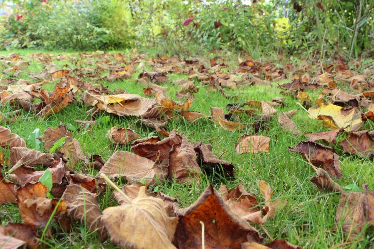 Feuilles mortes : boostez votre jardin avec ces astuces