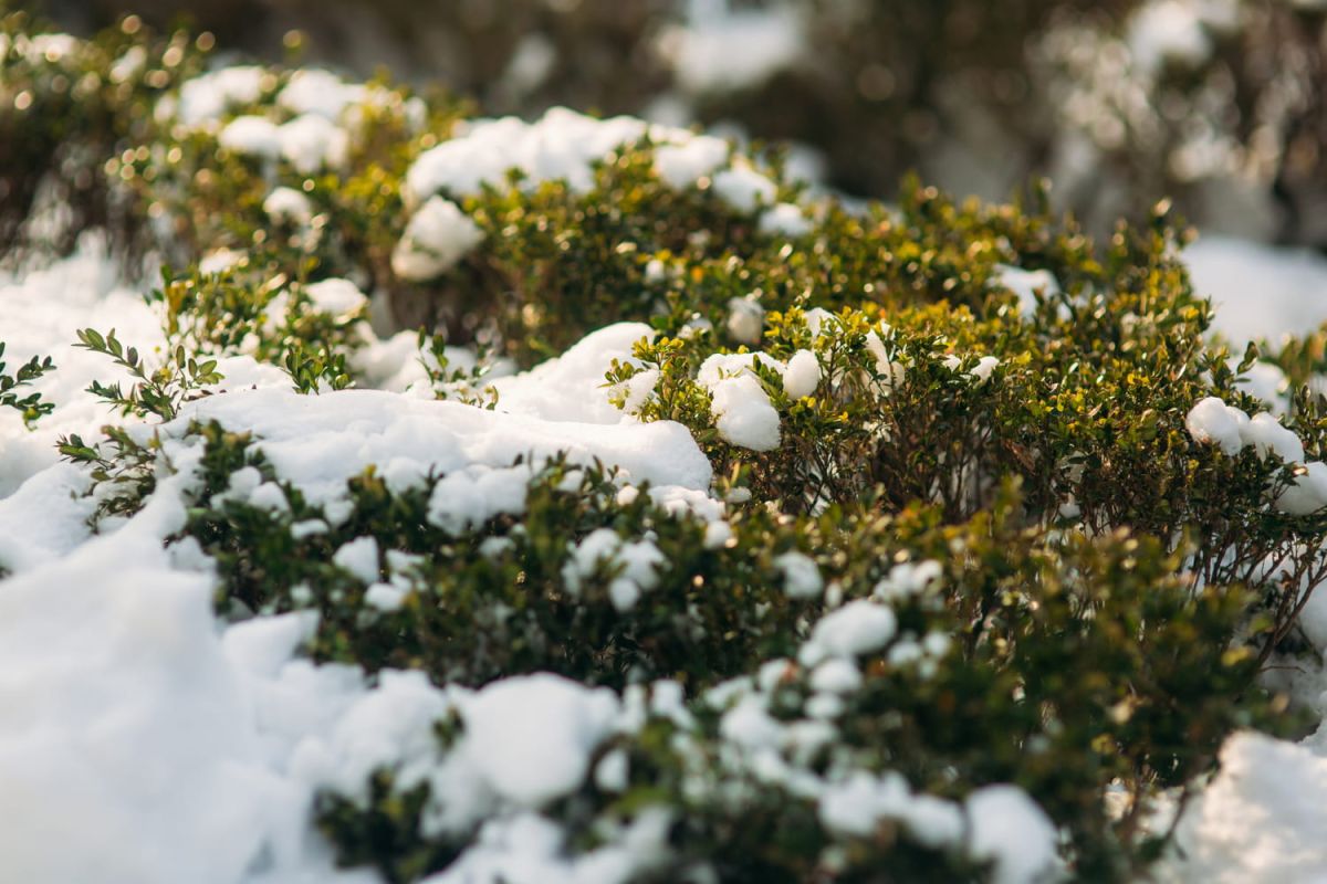 Une technique japonaise pour protéger vos plantes de la neige
