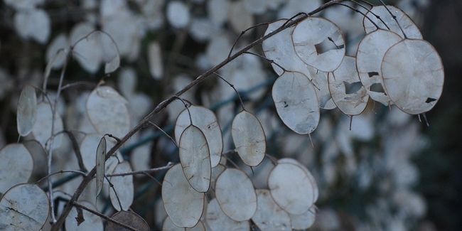 Monnaie du Pape ou lunaria (Lunaria annua)