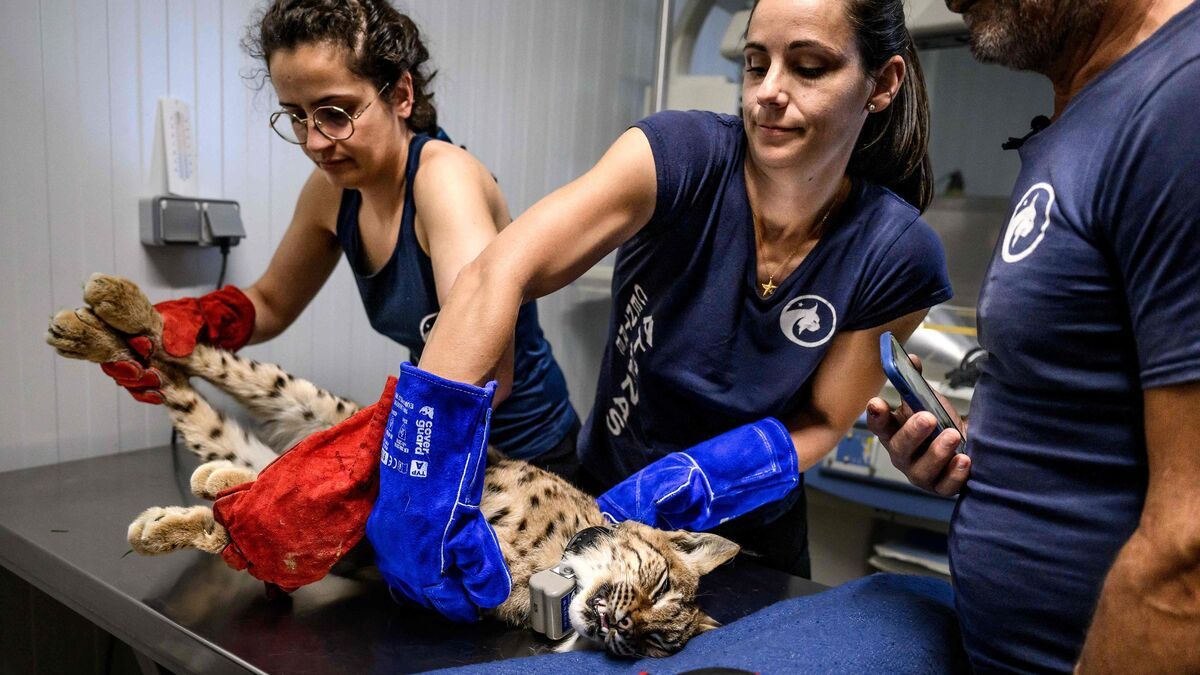 Lynx relâchés : une nouvelle étape pour la faune du Jura