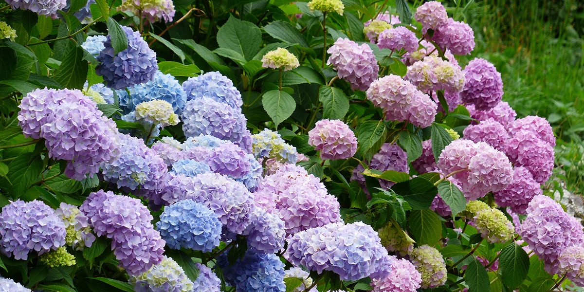 L'hortensia : un maillot de jardin aux mille couleurs