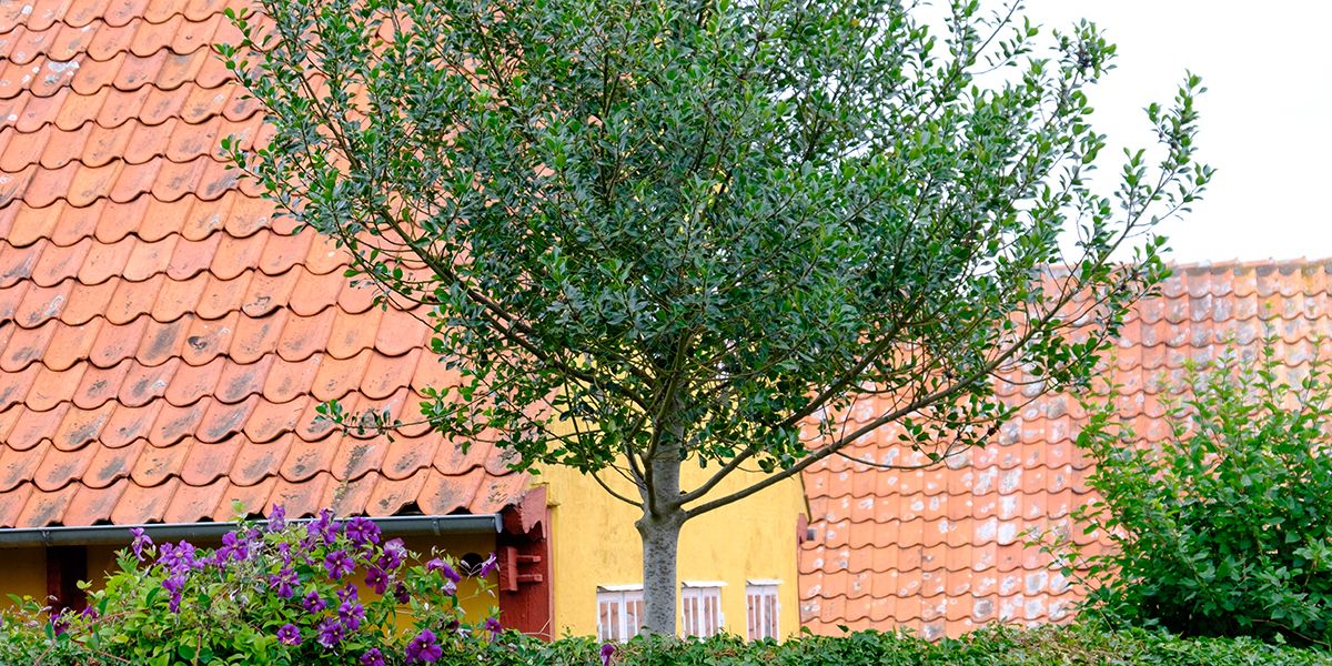 Les secrets de la plantation d'arbres d'ombrage près de chez soi