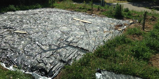 Démarrer un potager à partir d'une pelouse : guide pratique
