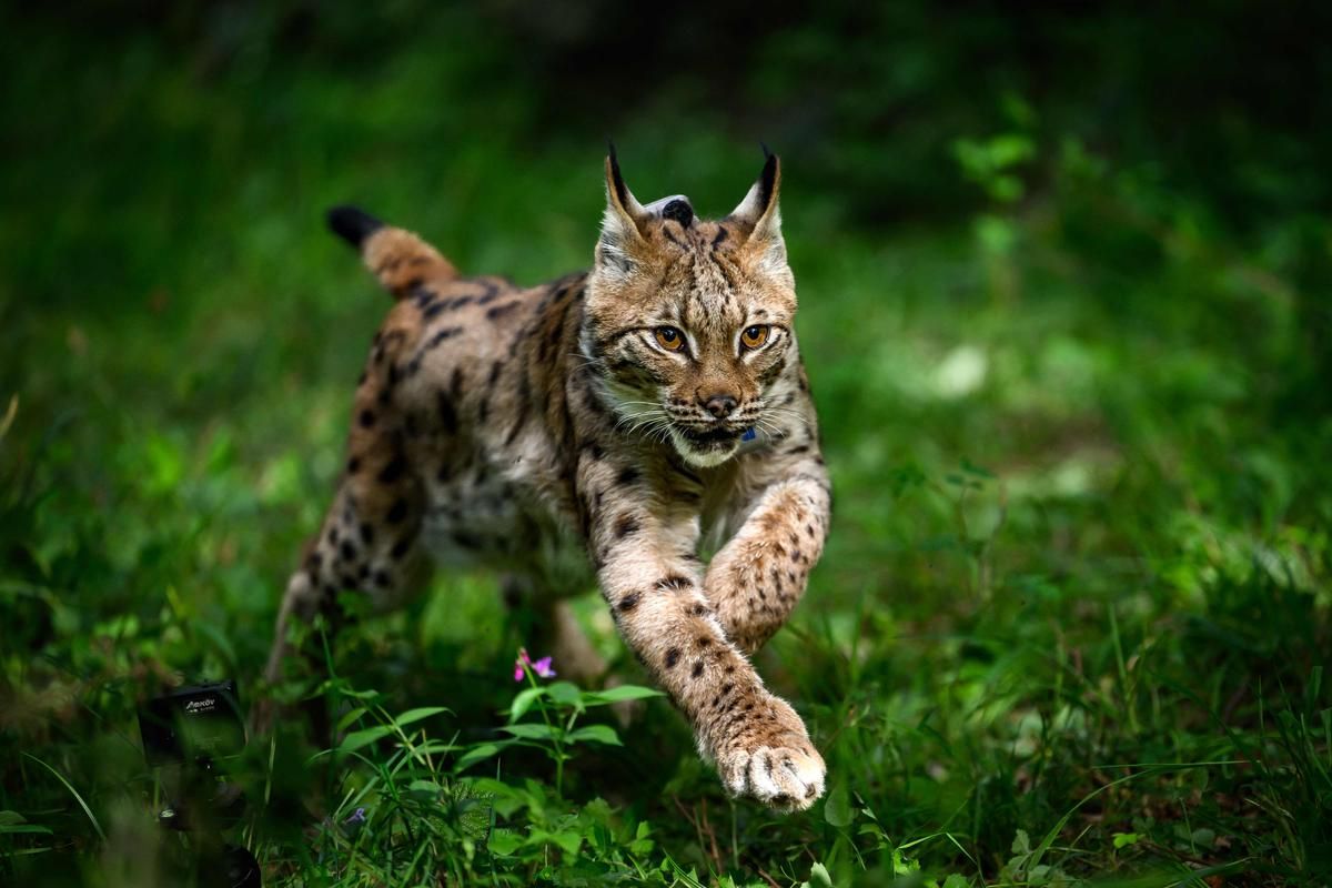 « J’ai été prise de panique » : femme condamnée pour avoir tué un lynx