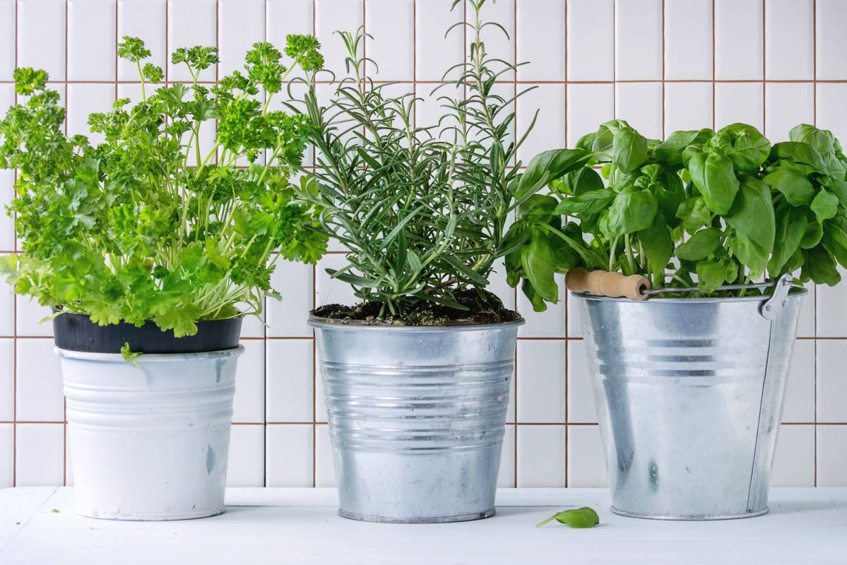 Cultivez vos propres herbes aromatiques toute l'année à la maison