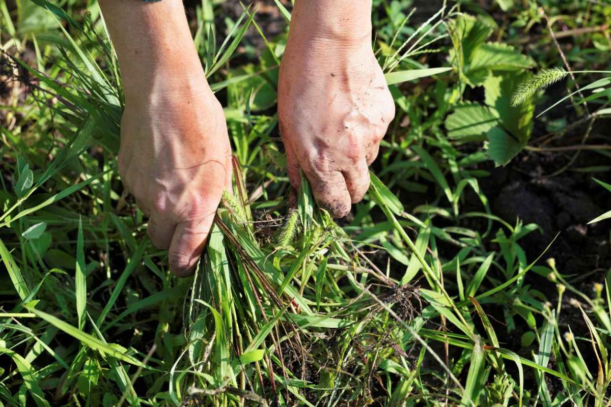 Transformez votre jardin : la phacélie pour un zéro mauvaise herbe