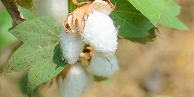Le cotonnier : la plante aux multiples usages qui fait fleurir vos projets