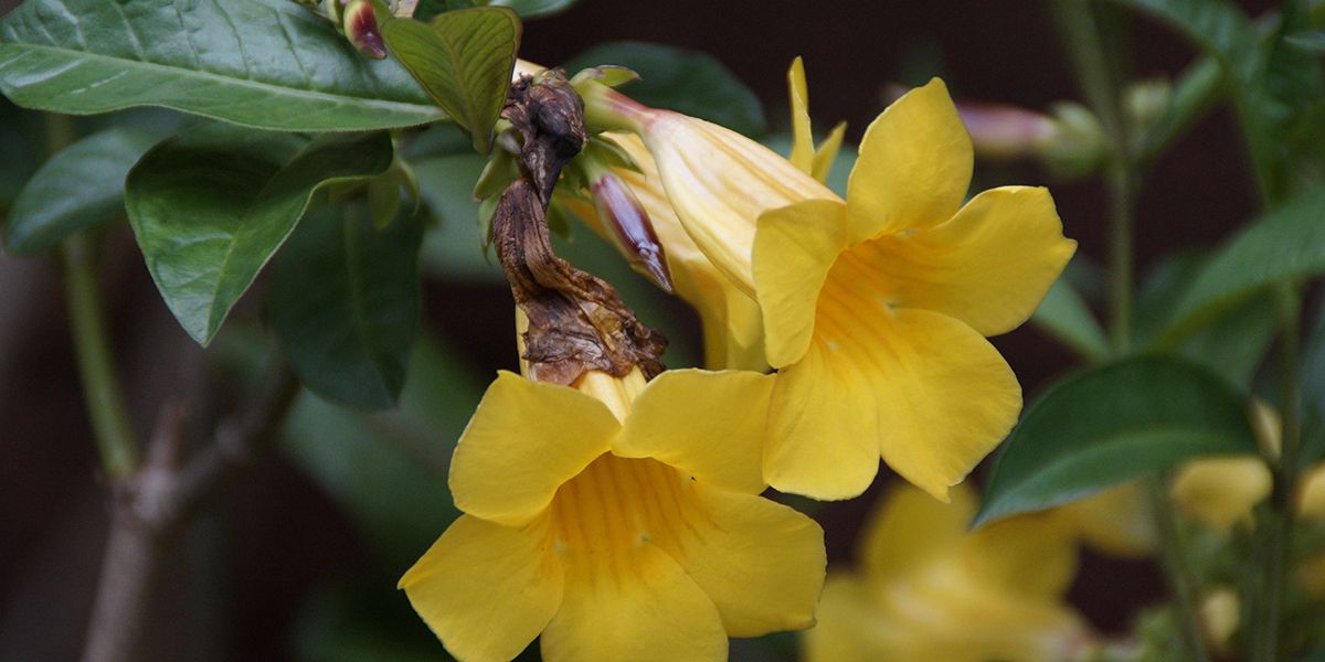Détails sur la trompette d'or (Allamanda cathartica)