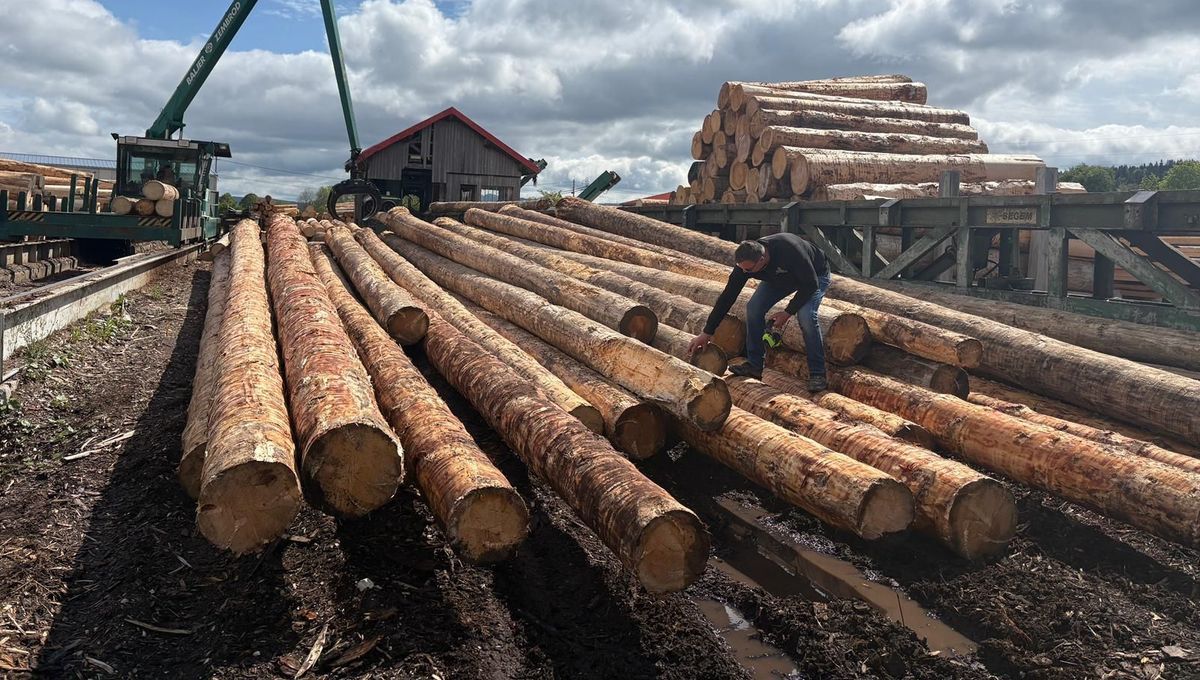 Pontarlier donne une seconde vie aux arbres touchés par les scolytes
