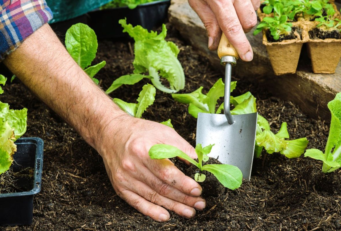 7 légumes faciles à cultiver au potager pour un jardin florissant