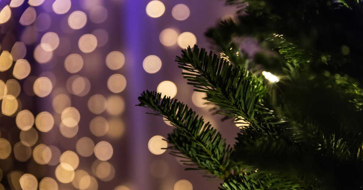 Des idées astucieuses pour recycler votre sapin de Noël au jardin