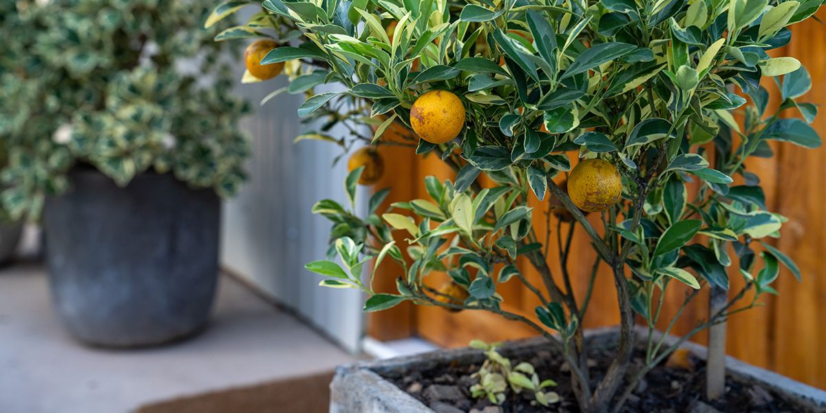 Cultiver des fruitiers nains pour un balcon florissant