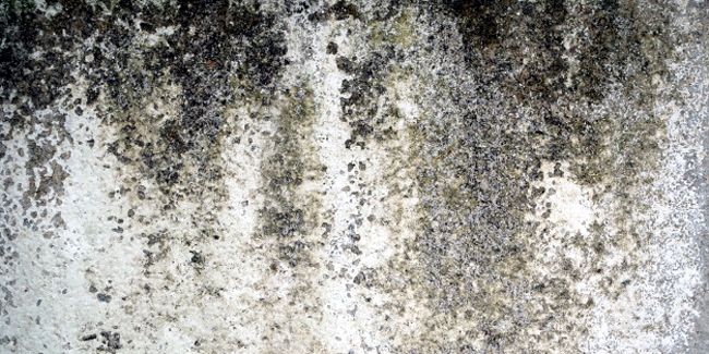 L'importance cruciale du diagnostic humidité pour un habitat sain