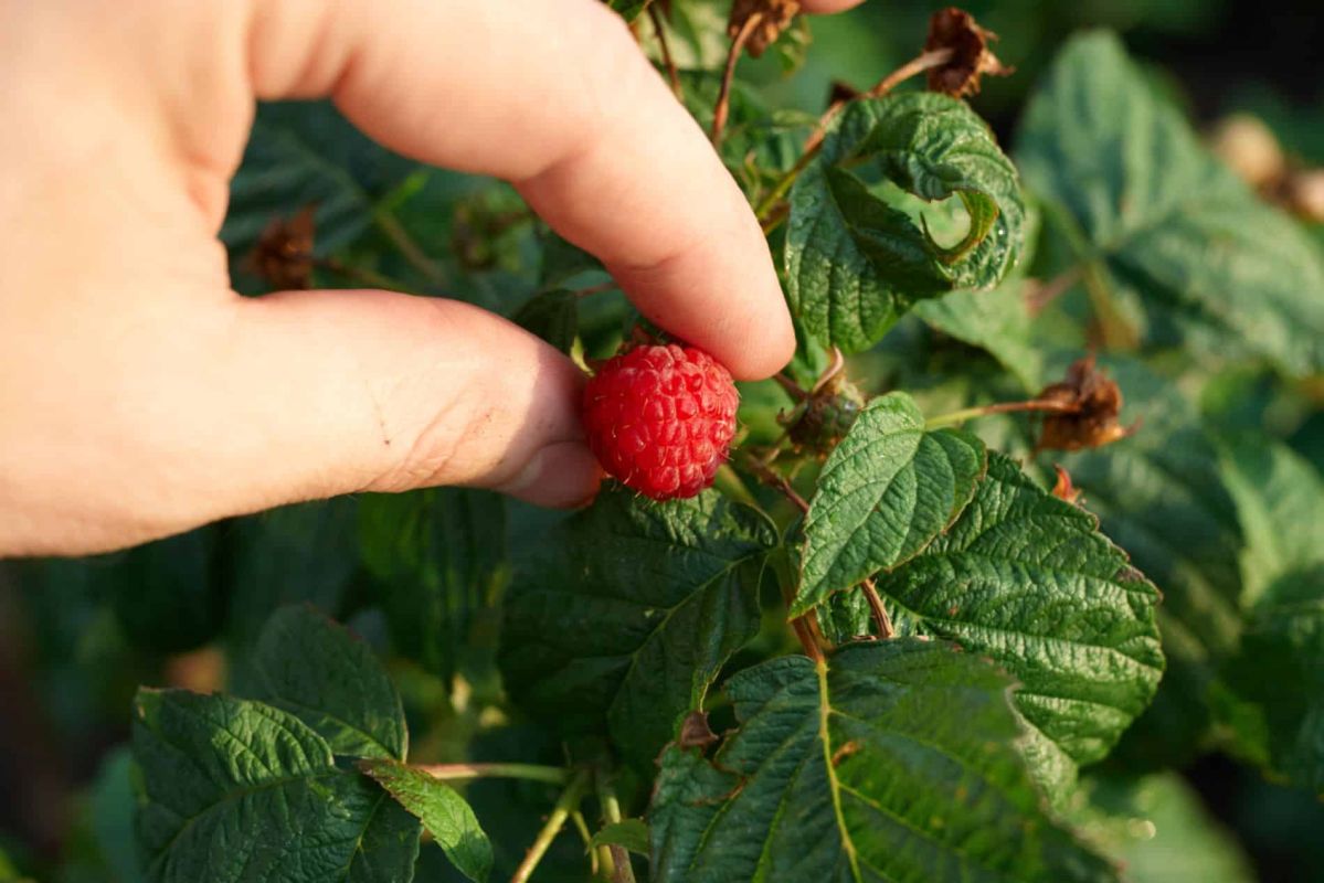 Cultivez vos framboises comme un pro : astuces pour un jardin gourmand
