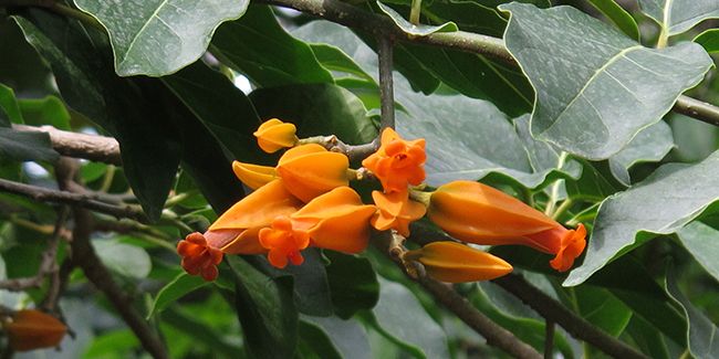 Juanulloa aurantiaca : une beauté tropicale fascinante