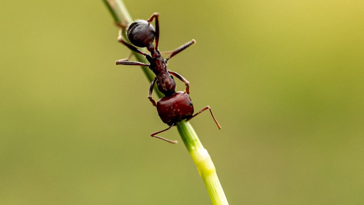 Le marché noir des fourmis du Kenya : un phénomène inquiétant