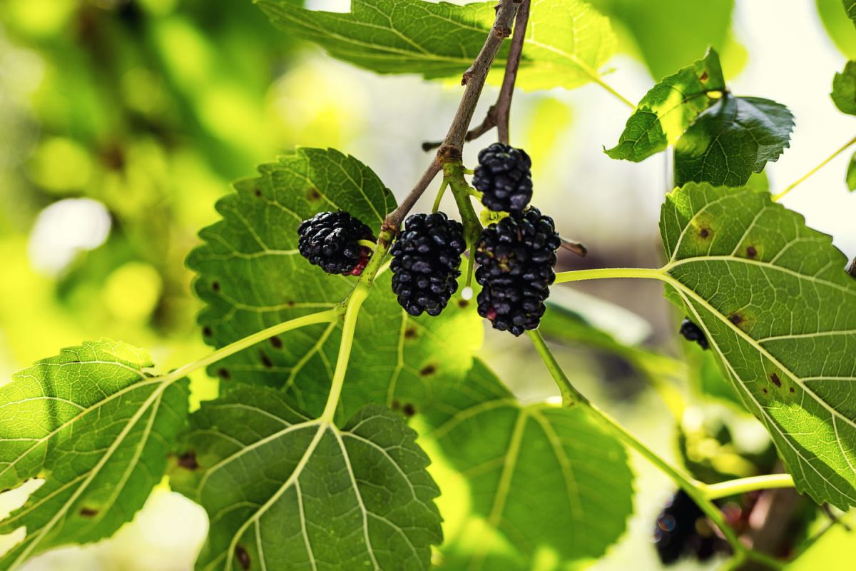 Cultiver le mûrier : de la plantation à la récolte des fruits succulents