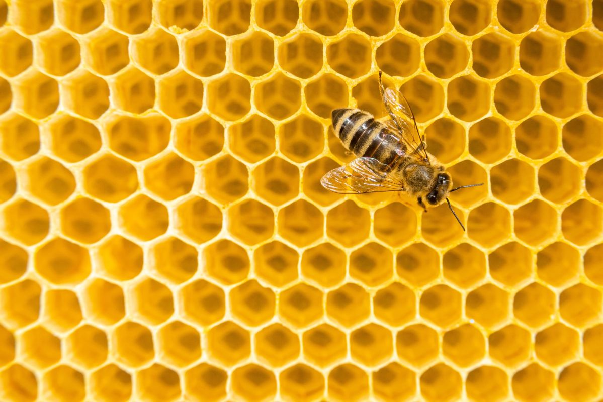 Les bienfaits surprises de la vitamine B3 : ce qu'il faut savoir
