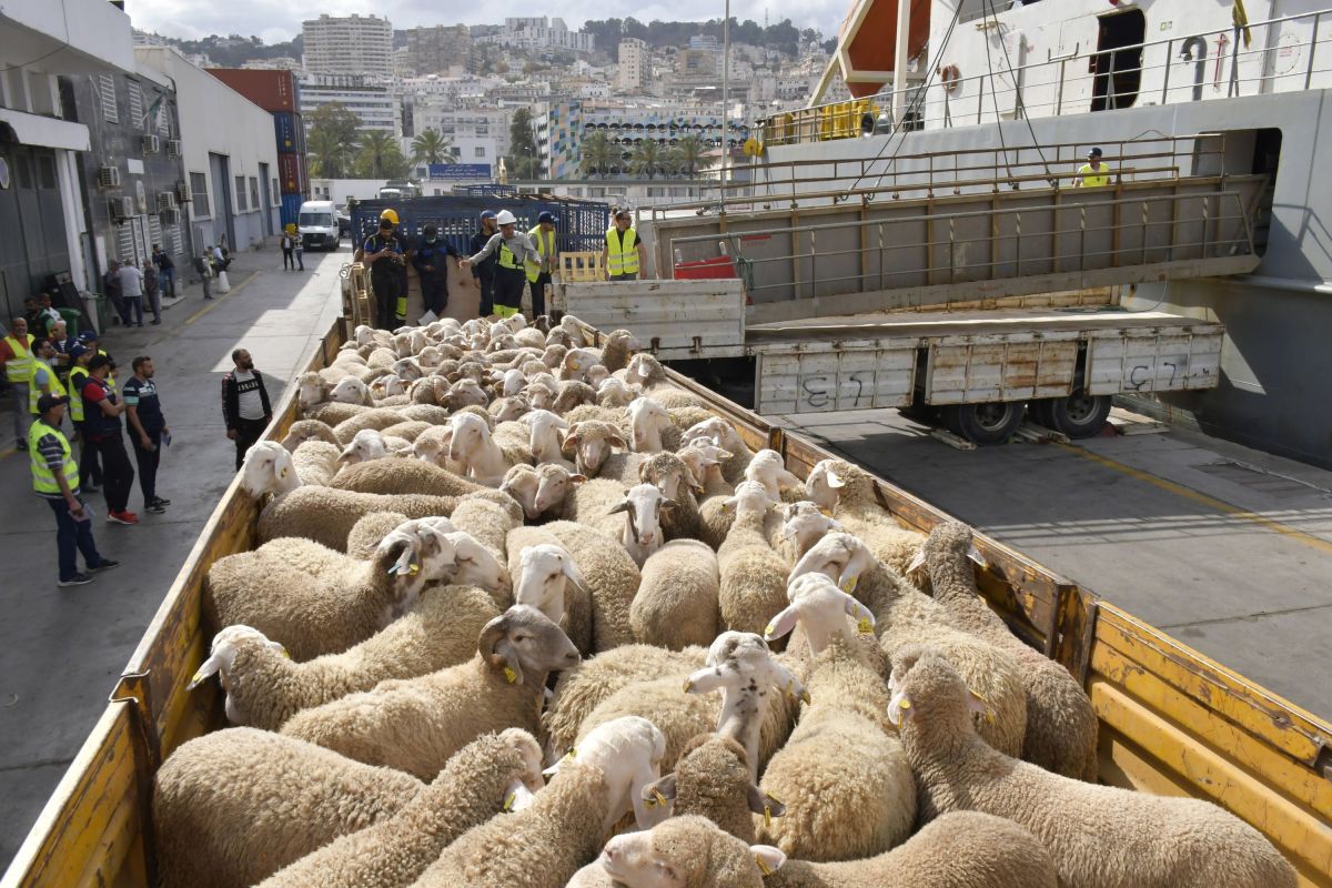 Un million de moutons en vue pour l’Aïd en Algérie