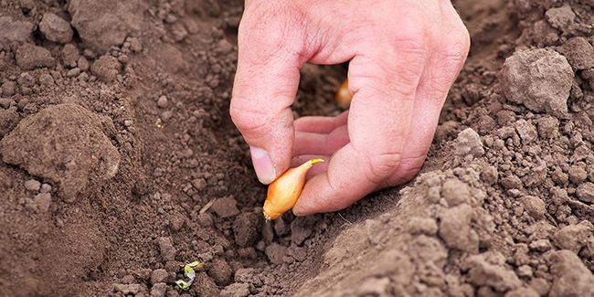 Planter des oignons : quand et comment ?