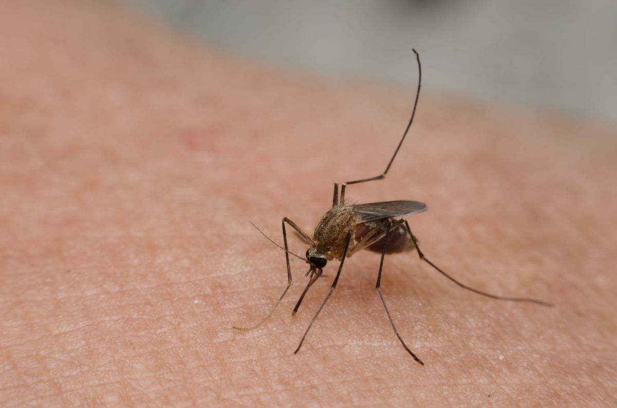 Attention aux moustiques : ce que vous laissez dehors au printemps peut les attirer