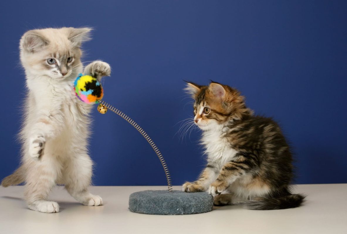 Les jouets incontournables pour rendre votre chat heureux
