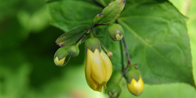Fleur de cire (Kirengeshoma palmata), la vivace incontournable