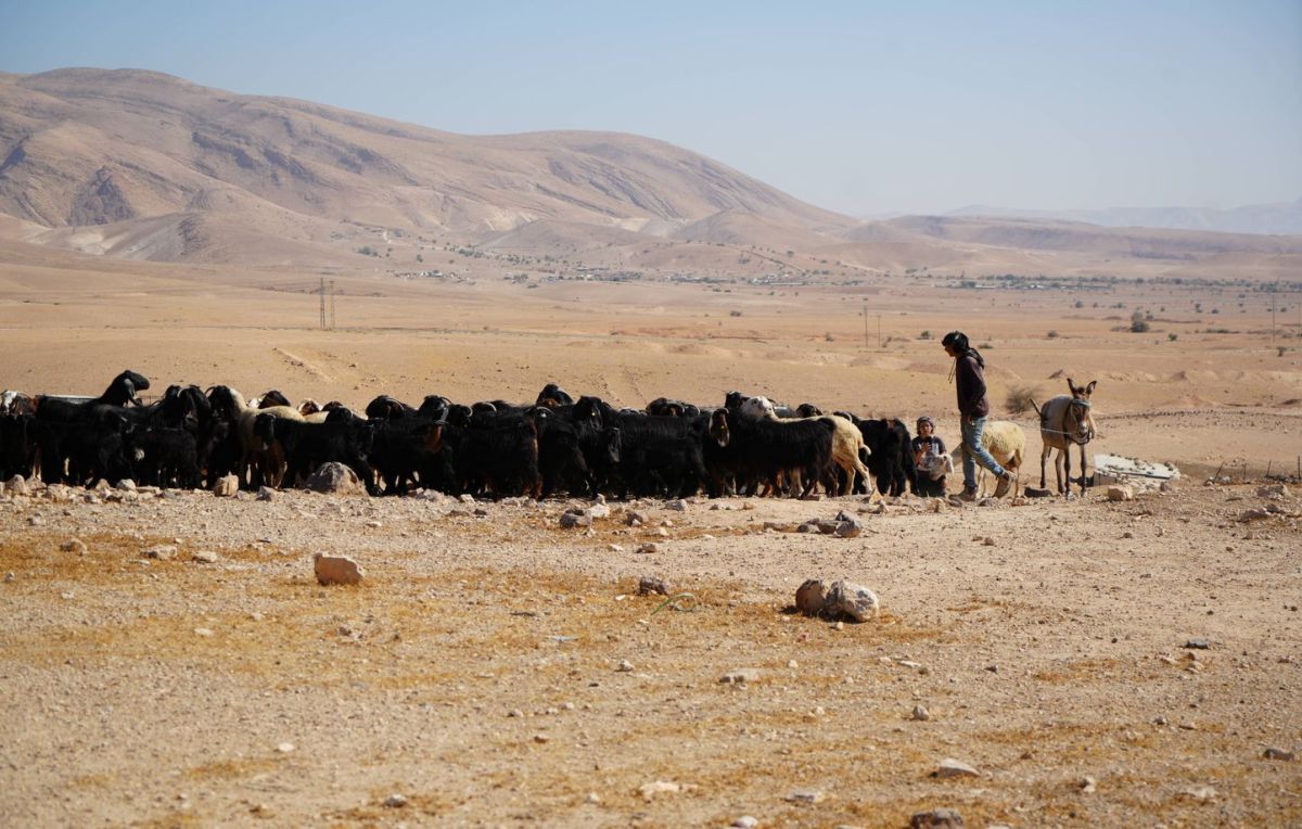 La méthode du pâturage illégal : un outil de colonisation en Cisjordanie