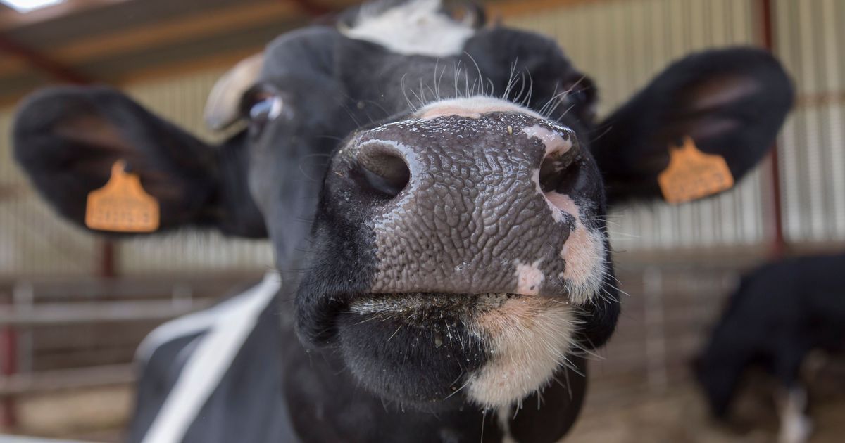 tragédie en pleine ferme : un homme gravement blessé par un taureau