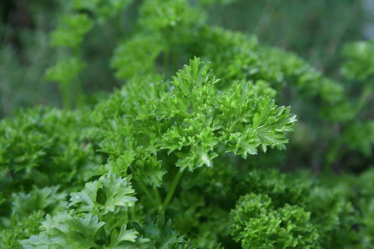 Découvrez les variétés de persil qui transformeront votre potager