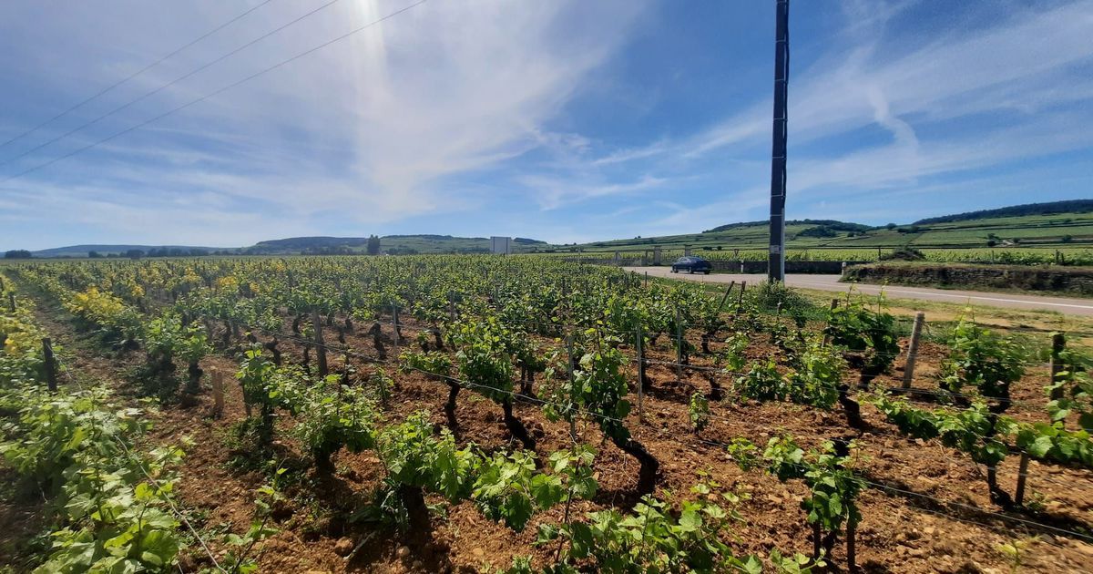 Côte-d'Or en alerte : une vague de chaleur sans précédent