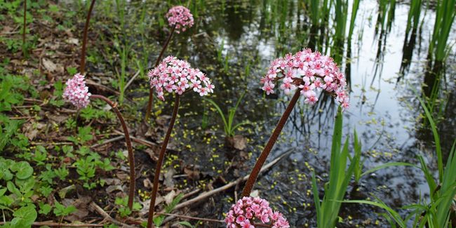 Darmera pelté : la majestueuse plante des rives
