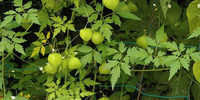 Pois de cœur (Cardiospermum halicacabum) ou Cœur des Indes