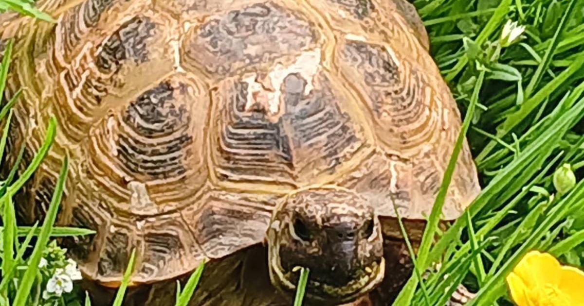 En Puisaye, une tortue en cavale : Barnabé a disparu