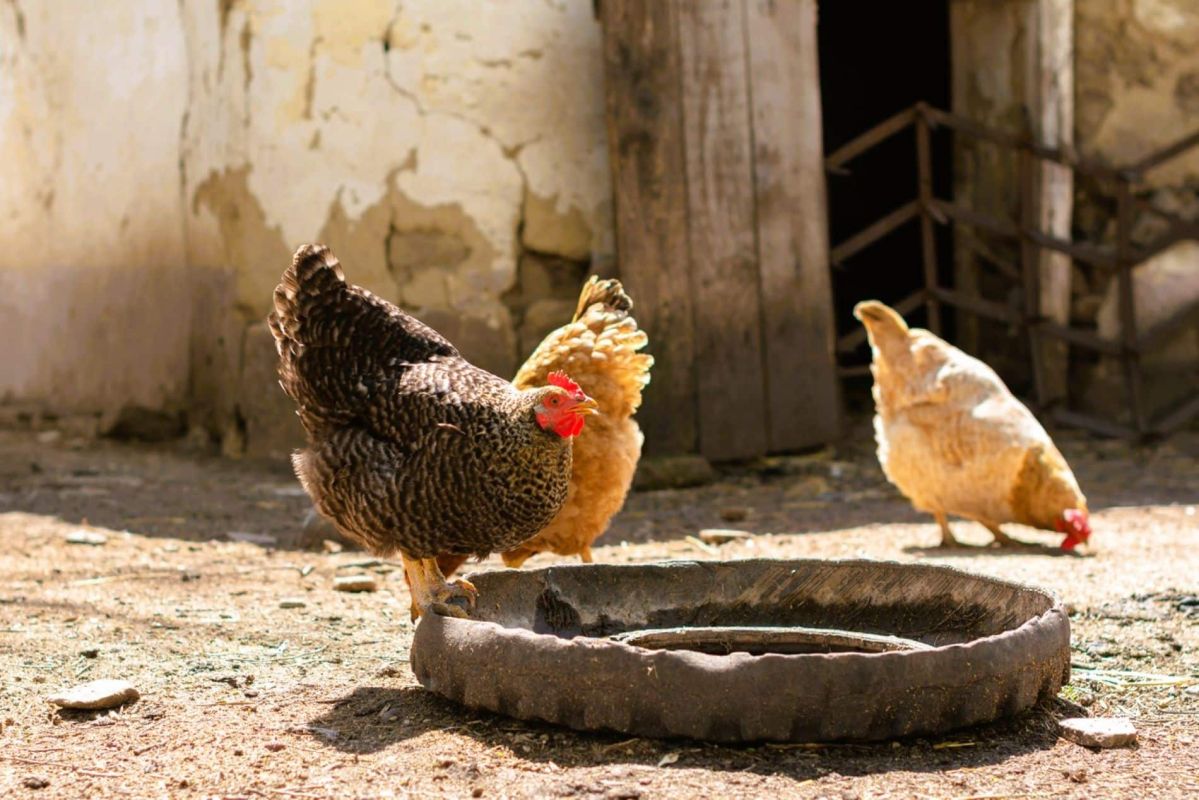 Transformez un vieux pneu en spa pour vos poules avec cette astuce surprenante