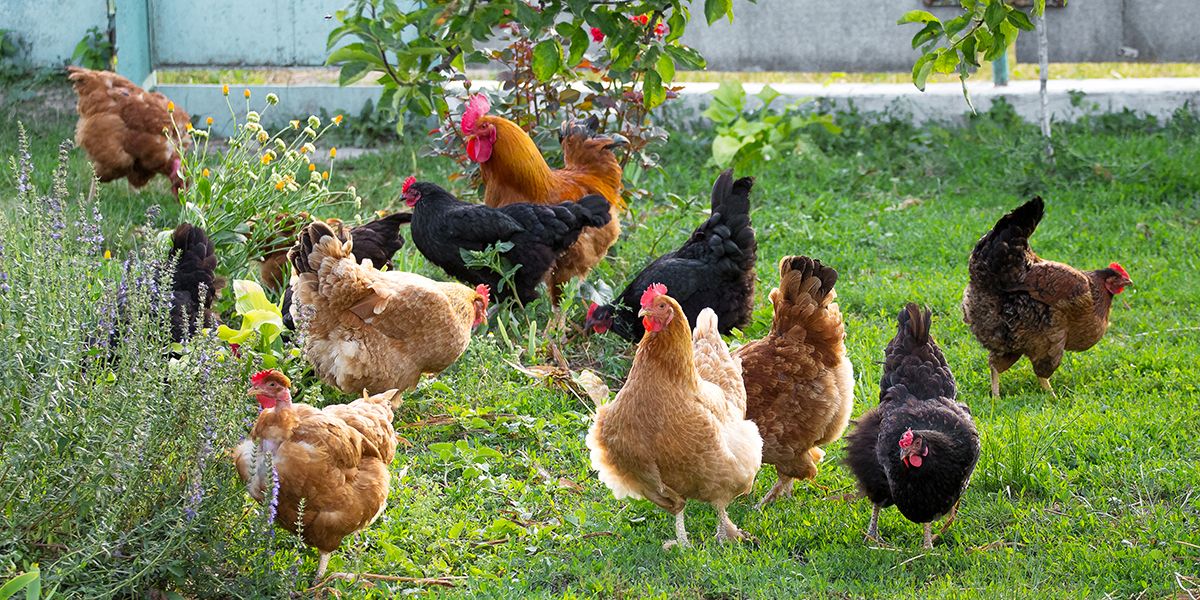 Comment réussir l'harmonie entre poules et potager : 15 astuces clés