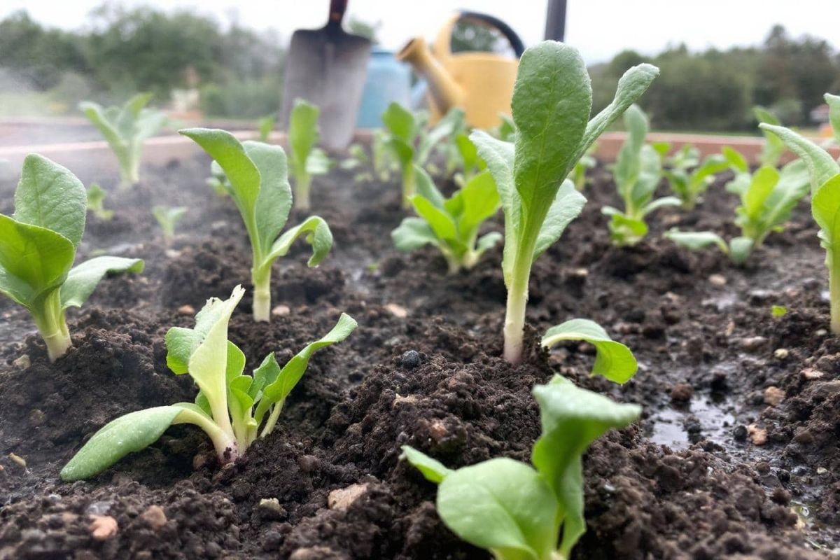 Redécouvrez les navets oubliés : des récoltes rapides même en fin d'été