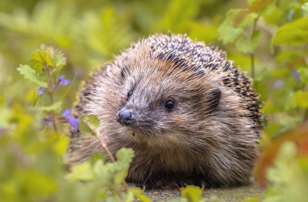 Comment attirer les hérissons dans votre jardin ?