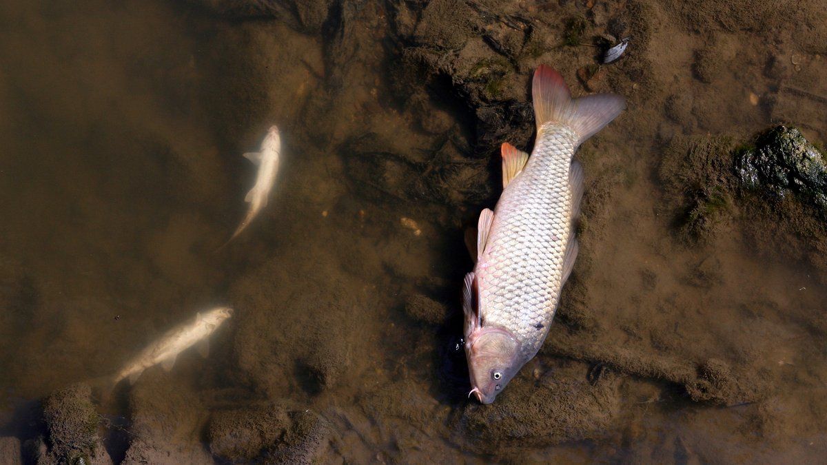 Pollution alarmante près de Toulouse : des poissons morts signalés dans le ruisseau