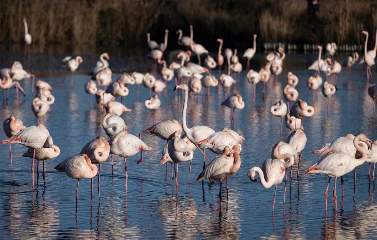La Camargue face à un dilemme énergétique : une mobilisation grandissante