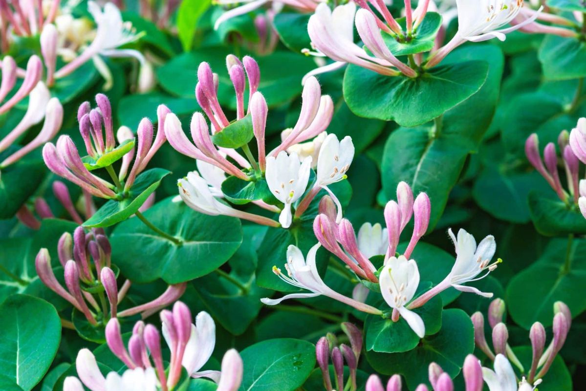 Les secrets d'une taille efficace pour un chèvrefeuille florissant